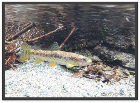 A cutthroat trout smolt swimming under water - trout is yellow, rose gold and silver with gray spots 